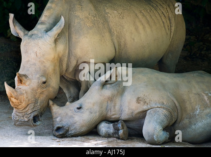 portrait Rhinocerous mother with baby white rhinoceros rhino square lipped rhinoceros wild asian indian rhino  infant Stock Photo