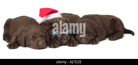 Chocolate Lab Christmas Puppies Sleeping Stock Photo