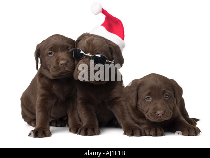 Chocolate Lab Christmas Puppies Stock Photo