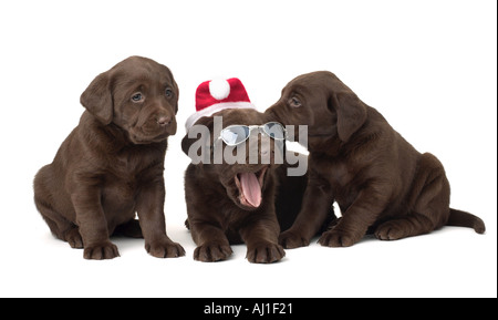 Chocolate Lab Christmas Puppies Stock Photo