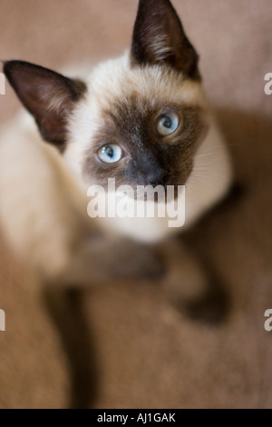 Portrait of an eight week old, short-haired, Seal Point Siamese kitten looking directly up into camera lens. Stock Photo