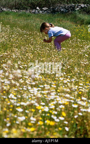 young girl picking daisies in a field. Stock Photo