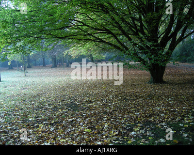 Park in Mist Stock Photo