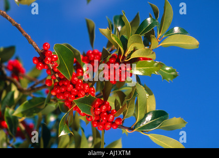 red berries on holly branch against blue sky Stock Photo