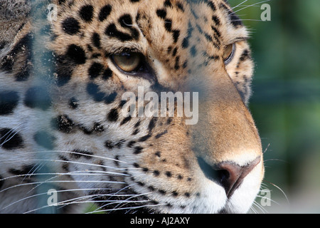 Portrait of leopard in cage. Stock Photo