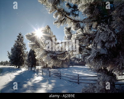 Sun breaks through snowcovered trees and fenceline in Central Oregon Stock Photo