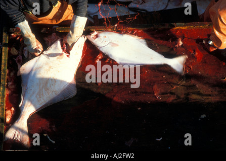 USA Alaska MR Crew of Mar del Norte cleans and guts halibut during 24 hour fishing opening off Kodiak Island Stock Photo