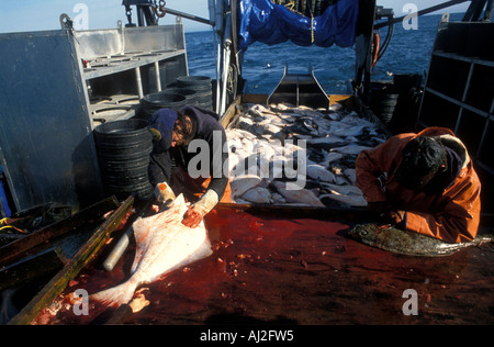 USA Alaska MR Crew of Mar del Norte cleans and guts halibut during 24 hour fishing opening off Kodiak Island Stock Photo