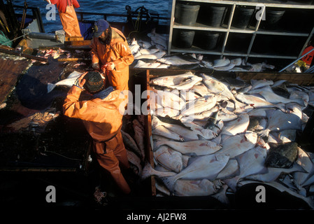 USA Alaska MR Crew of Mar del Norte cleans and guts halibut during 24 hour fishing opening off Kodiak Island Stock Photo