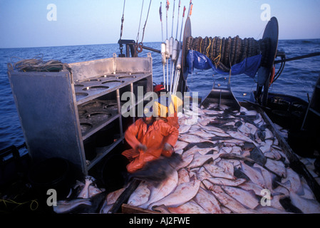 USA Alaska MR Crew of Mar del Norte works during 24 hour halibut commercial fishing opening off Kodiak Island Stock Photo