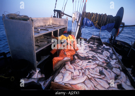 USA Alaska MR Crew of Mar del Norte works during 24 hour halibut commercial fishing opening off Kodiak Island Stock Photo