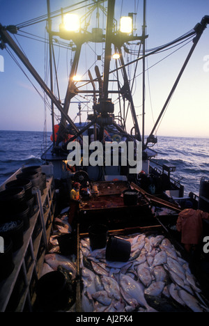 USA Alaska MR Crew of Mar del Norte works during 24 hour halibut commercial fishing opening off Kodiak Island Stock Photo