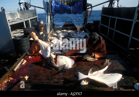 USA Alaska MR Crew of Mar del Norte guts fish during 24 hour halibut commercial fishing opening off Kodiak Island Stock Photo