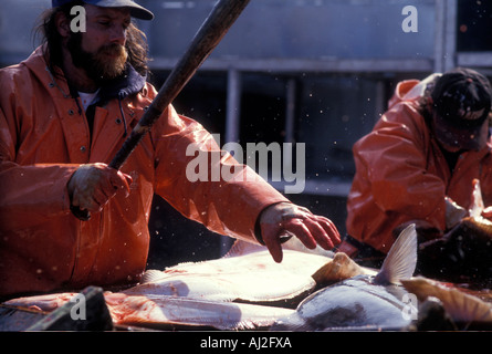 USA Alaska MR Crew on Mar del Norte swings baseball bat to stun halibut during commercial fishery off Kodiak Island Stock Photo