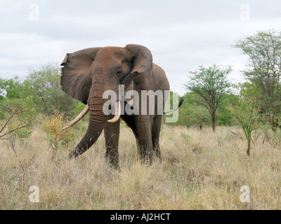 A fine bull elephant in Meru National Park, Meru, Kenya Stock Photo