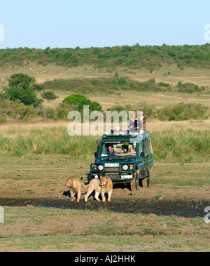 Tourists watch two young lions cross a small muddy watercourse in Masai Mara Game Reserve. Stock Photo