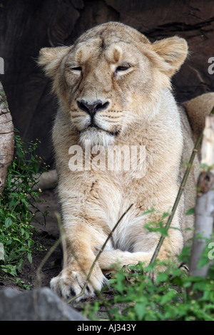 Portrait of a female lioness (Panthera Leo) seen in Govenors Camp, in the Massai Mara, Kenya Stock Photo