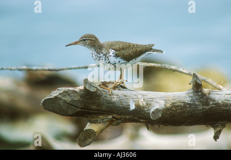 Spotted Sandpiper on log over water Stock Photo