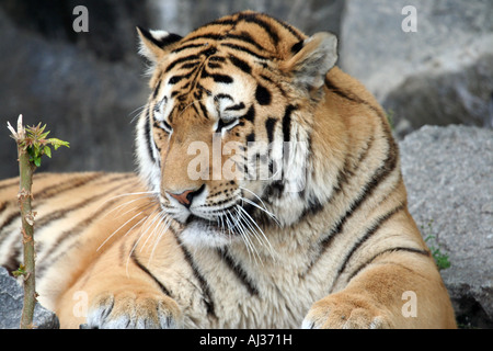 Portrait of an Indochinese tiger (Panthera tigris corbetti), seen here in Thailand. Stock Photo