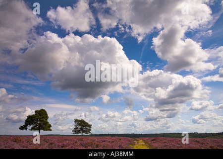 Carpets of pink heather beneath a puffy cloud sky, New Forest, Summer Stock Photo