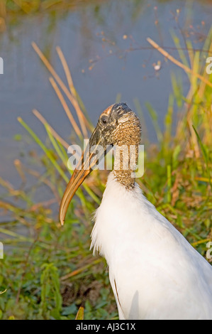 wood stork, mycteria americana, bird, everglades national park, florida Stock Photo