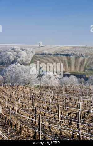 France, Cher, Sancerrois region, Bue, frozen AOC Sancerre vineyard in Winter Stock Photo