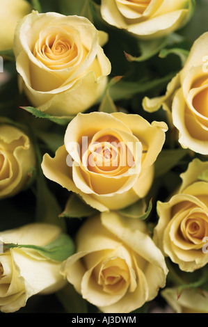 Bouquet of Yellow Roses shot from above. Great composition for bridal and floral events. Close up creative art concept of flowers. Blured background Stock Photo