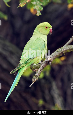 Ring necked parakeet Psittacula krameri perched in Oak tree looking alert Richmond park London Stock Photo