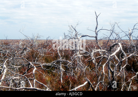 Dead trees on a salty plain in central Argentina Salinas Grandes Stock Photo