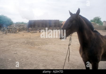 Horse utilized for mixing mud in a traditional brick factory in central Argentina Stock Photo