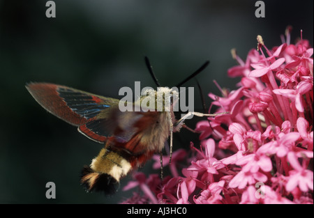 Hemaris tityus the Narrow bordered Bee Hawk moth collecting nectar Stock Photo