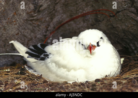 Red-tailed Tropic Bird Stock Photo