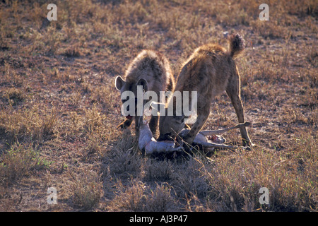 Spotted Hyenas Crocuta crocuta Eat Thompson Gazelle Serengeti Tanzania Stock Photo