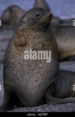 Female Antarctic Fur Seal Arctocephalus gazella Salisbury Plain South Georgia Stock Photo