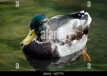 Mallard Drake, Male Mallard in Autumn Stock Photo