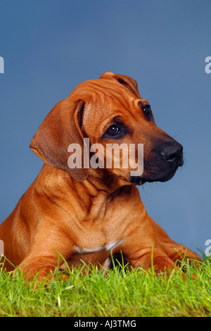 Rhodesian Ridgeback puppy 3 month Stock Photo