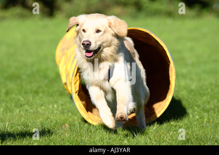 Golden Retriever agility running through tunnel Stock Photo