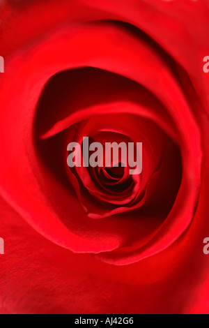 Red Rose Close Up Detail Stock Photo