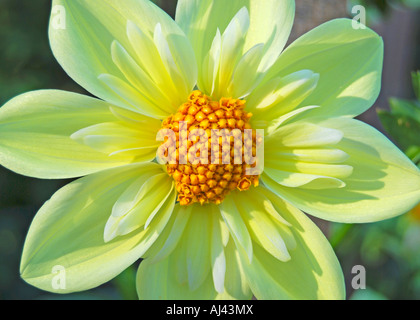 Collerette Dahlia 'Claire de Lune' Stock Photo