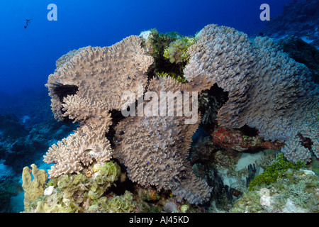 Leather coral Lobophytum sp Ailuk atol Marshall Islands Pacific Ocean Stock Photo