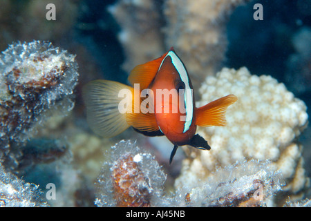 Red and black anemonefish Amphiprion melanopus Ailuk atoll Marshall Islands Pacific Stock Photo