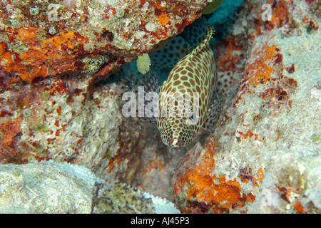 Honeycomb grouper Epinephelus merra Ailuk atoll Marshall Islands Pacific Stock Photo