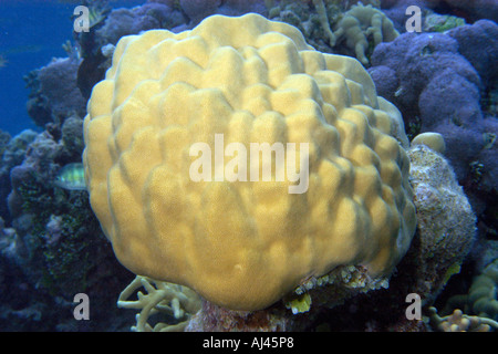 Massive coral Porites sp Ailuk atoll Marshall Islands Pacific Stock Photo