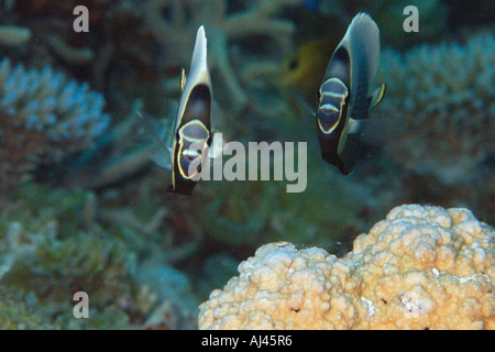Pair of reticulated butterflyfish Chaetodon reticulatus  Ailuk atoll Marshall Islands Pacific Stock Photo
