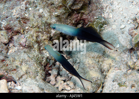 Pair of twotone dartfish Ptereleotris evides hovers over their shared burrow Ailuk atoll Marshall Islands Pacific Stock Photo
