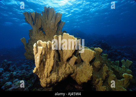 Fire coral Millepora platyphylla Ailuk atoll Marshall Islands Pacific Stock Photo