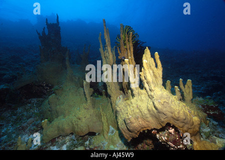 Fire coral Millepora platyphylla Ailuk atoll Marshall Islands Pacific Stock Photo