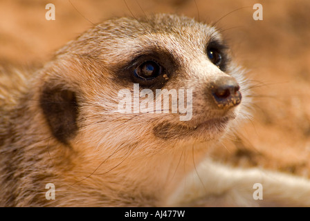 Meerkat Suricata suricatta South Africa Stock Photo
