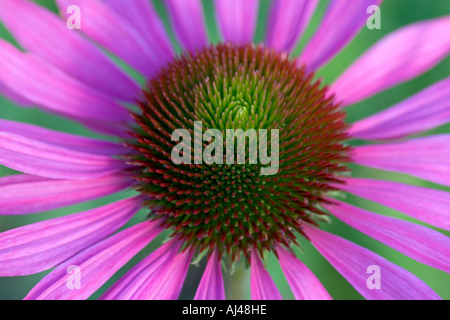 Echinacea purpurea flower close up Stock Photo