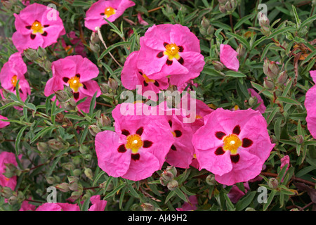 Orchid Rockrose Botanical name Cistus x purpureus Stock Photo